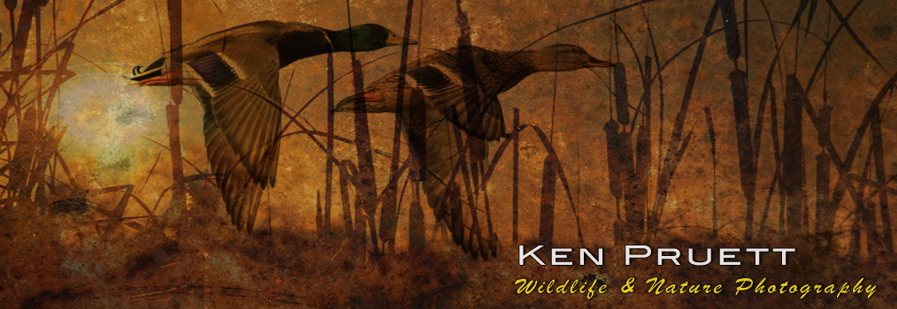Masthead header