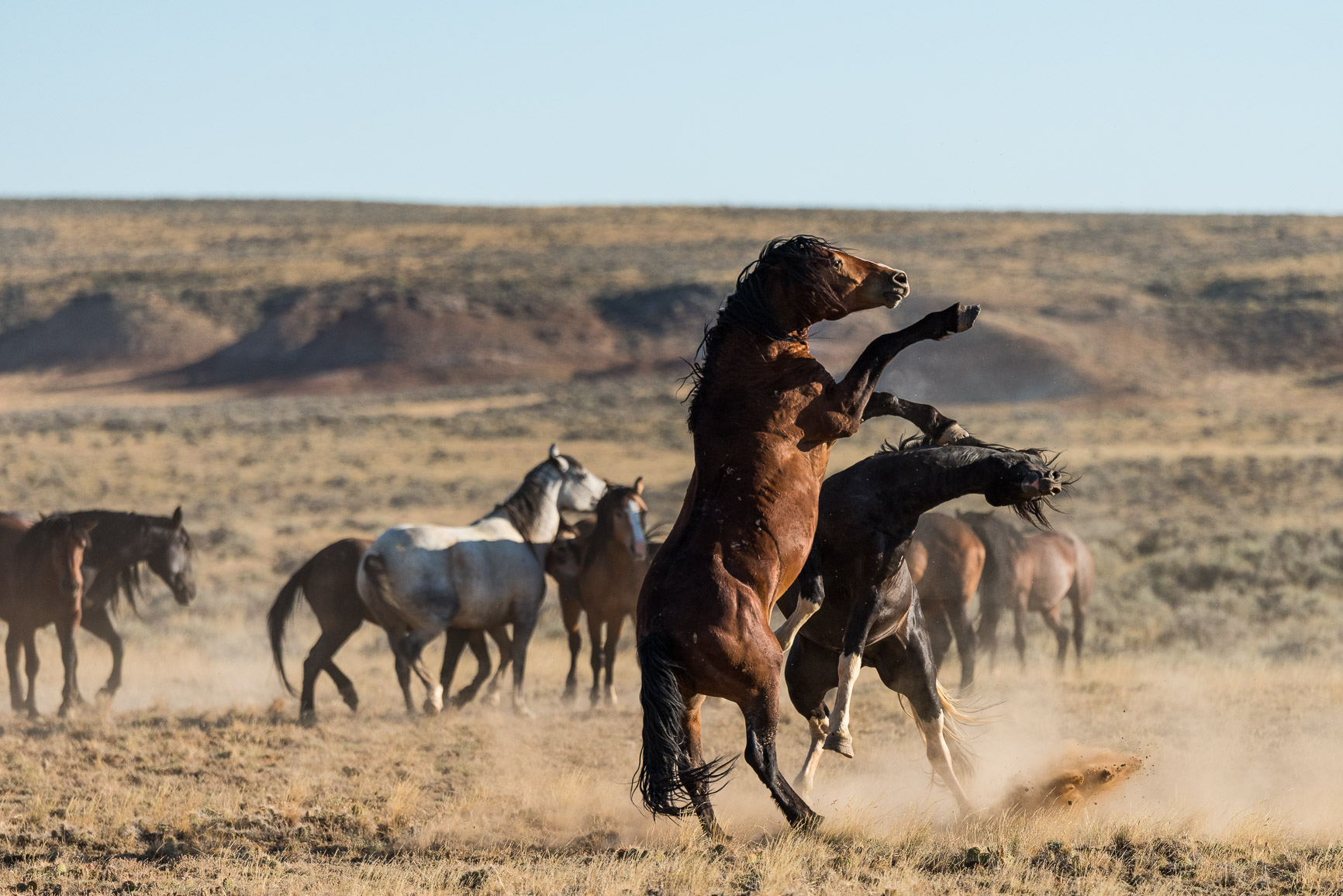 The Wild Horses Of McCullough Peaks
